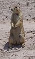 Mexican prairie dog