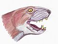 Moschorhinid1DB
