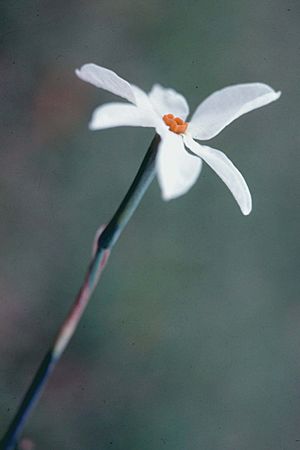 Archivo:Narcissus serotinus RJB