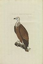 Archivo:Nederlandsche vogelen (KB) - Gyps fulvus (korteinhoud008)