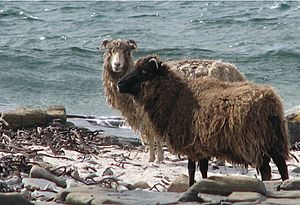 Archivo:North ron sheep