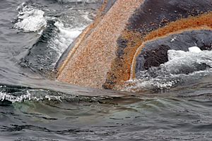 Archivo:Orange whale lice right whale