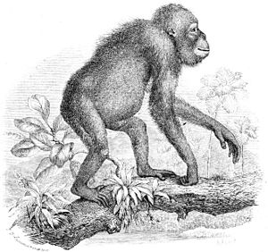 Archivo:Orangutan-drawing