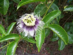 Passiflora edulis.JPG