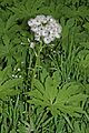 Petasites frigidus 1030