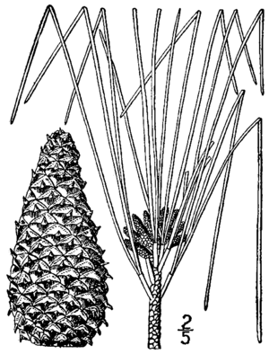 Archivo:Pinus taeda drawing