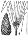 Pinus taeda drawing