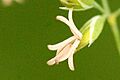 Poa.nemoralis3.-.lindsey