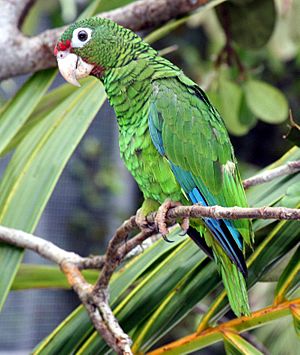 Archivo:Puerto Rican parrot