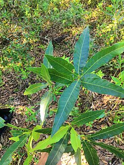 Quercus Iltisii.jpg