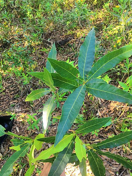 Quercus Iltisii