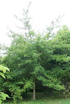 Archivo:Quercus nigra Habitus