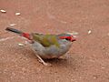 Red-Browed Firetail taking off