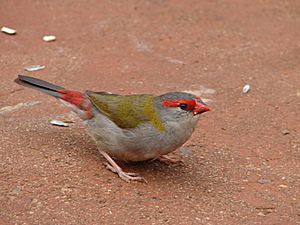 Archivo:Red-Browed Firetail taking off