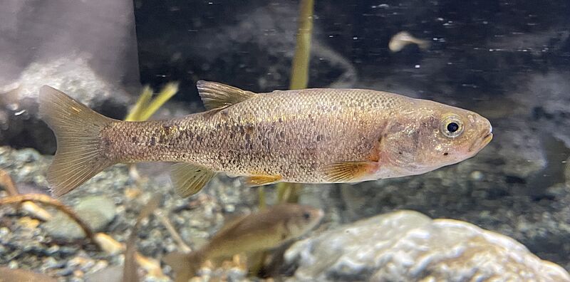 Rhynchocypris percnurus Chitose