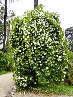 Archivo:Rosa laevigata - Villa Thuret - DSC04837
