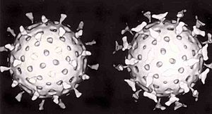Archivo:Rotavirus with antibody