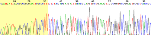 Archivo:Sanger sequencing read display