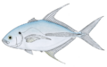 Senegal jack