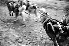 Archivo:Siberian Huskies, Dogsled racing