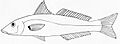 Sillago ciliata