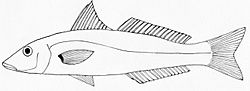 Sillago ciliata.jpg