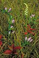 Soapwort gentian and nodding ladies tresses