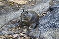 Spermophilus beecheyi Yosemite