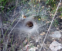 Archivo:Spider web Teruel