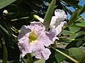 Starr 070124-3853 Tabebuia rosea