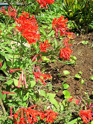 Archivo:Starr 071024-8808 Bouvardia ternifolia