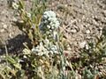 Teucrium polium capitatum