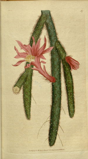 Archivo:The Botanical Magazine, Plate 17 (Volume 1, 1787)