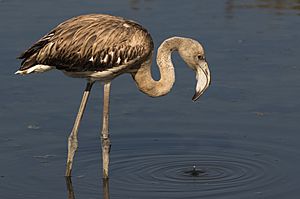 Archivo:The juvenile greater flamingo