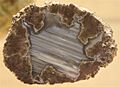 ThundereggOR