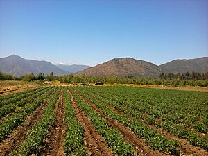 Archivo:TomatalesEnRengo