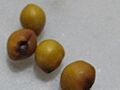 Toromiro seed
