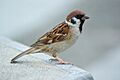 Tree Sparrow August 2007 Osaka Japan