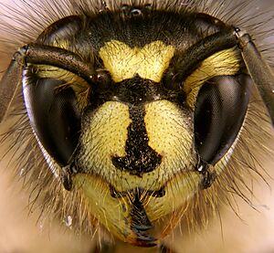 Archivo:Vespula vulgaris portrait
