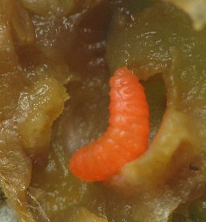 Archivo:Vitisiella larva