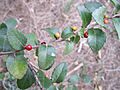 XylosmaFlexuosaBerries