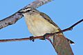 Yellow-rumped Thornbill feb08