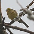 Yellowhammer 4