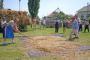 Archivo:Žetev in mlačva po domače - žetev in mlačva nekdaj 15