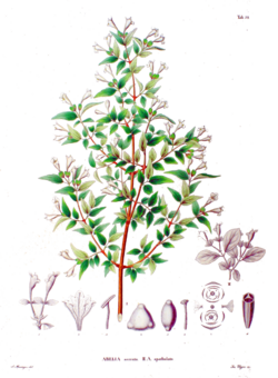 Abelia spp SZ34.png