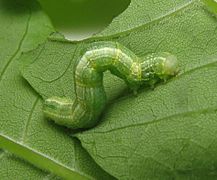 Alsophila pometaria caterpillar. Fraxinus pennsylvanica
