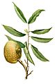 Annona reticulata Blanco1.197-cropped