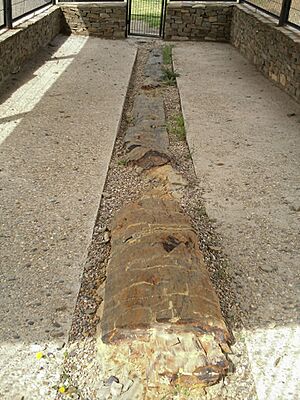 Archivo:Arbol fosil La Rioja 2127