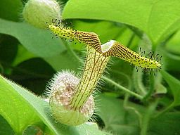 Aristolochia eriantha1.jpg