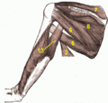 Arm muscles back numbers
